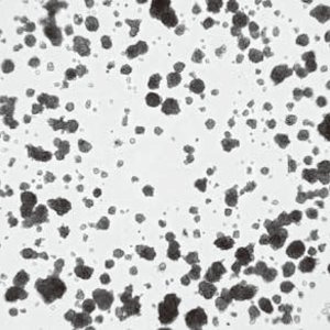 Tumor spheroids - 3D Cell Culture by using Matrigel®