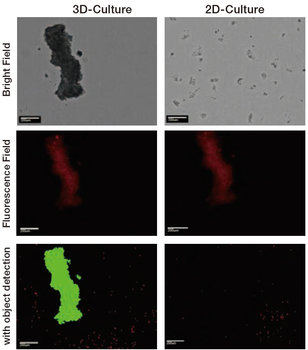 2D cell culture | Evaluation of hypoxia level in 2D/3D-cultured cells