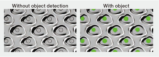 Spheroids in microwells can be quantified in a label-free manner