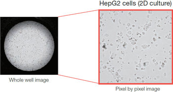 2D cell culture | 3D cell culture | Proliferation | Label-free assay | Cell Proliferation