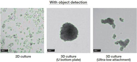 It is possible to quantify proliferation ratio of the 2D/3D cultured cells