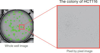 Single Cell Cloning | Label free colony-forming units assay