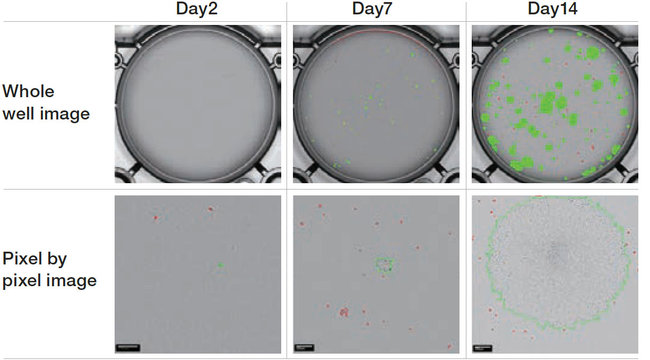 Single Cell Cloning | Label free colony-forming units assay