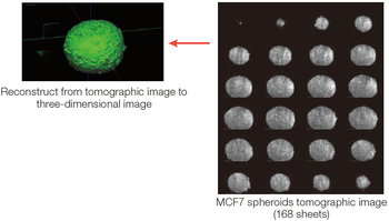 Tumor Spheroid - Real volume of spheroids  - Spheroids tomographic image