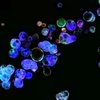2D Neurite outgrowth | 2D Cell Culture  | fluorescence 3D imaging 