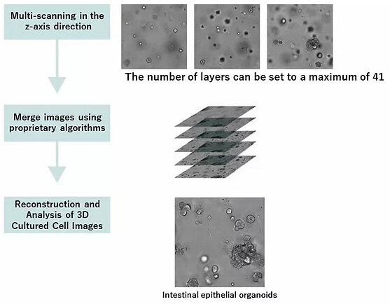 2D cell culture | 3D cellular imaging