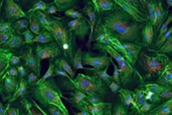 2D Cell Culture  | fluorescence 3D imaging 
